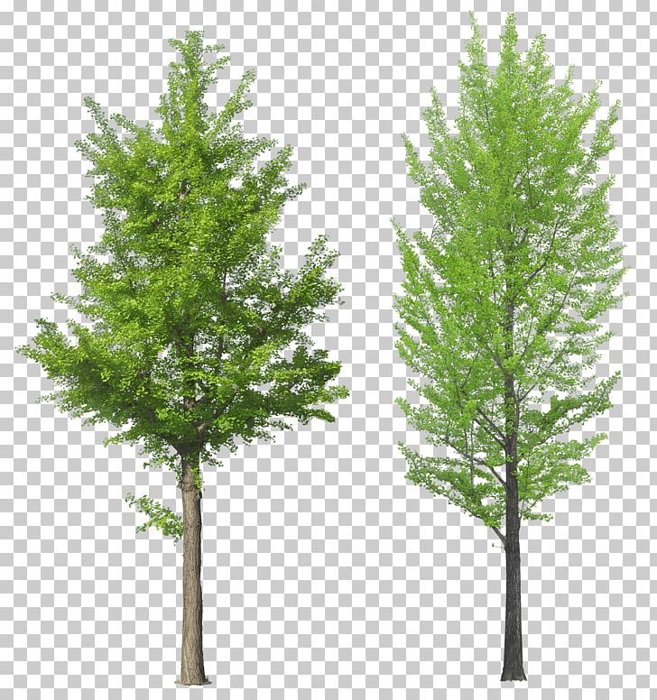 Tree PNG, Clipart, Action, Biome, Branch, Clouds, Conifer Free PNG Download