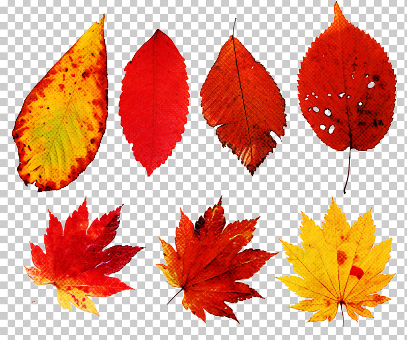 Maple Leaf PNG, Clipart, Deciduous, Leaf, Maple Leaf, Orange, Plane Free PNG Download