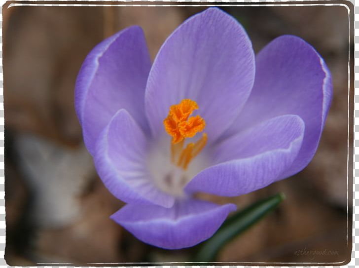 Flowering Plant Violet Purple Lilac Crocus PNG, Clipart, Closeup, Crocus, Flower, Flowering Plant, Iridaceae Free PNG Download