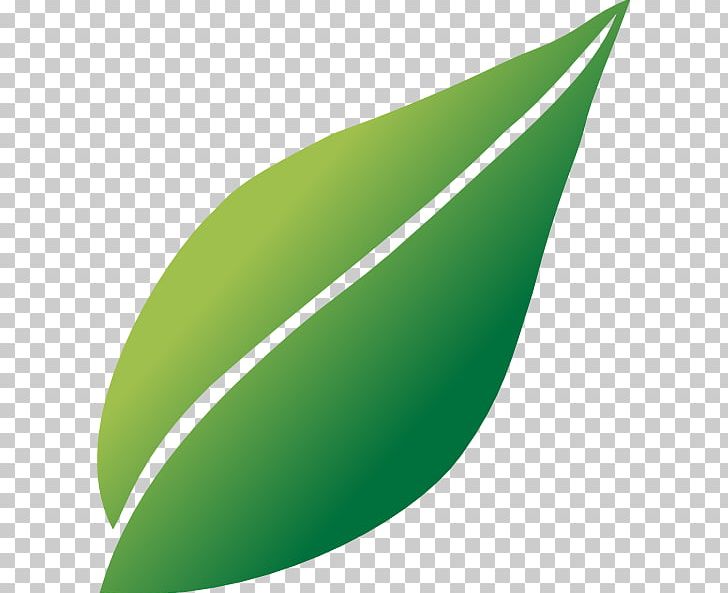 Line Leaf Angle Green PNG, Clipart, Angle, Art, Grass, Green, Green Leaf Free PNG Download