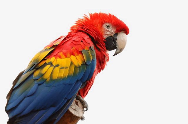Macaw PNG, Clipart, Animal, Animal World, Beast, Biology, Birds Free PNG Download