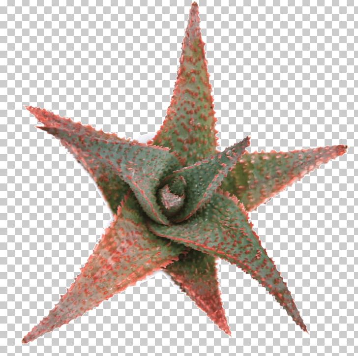 Starfish Aloe Vera PNG, Clipart, Aloe, Aloe Plant, Aloe Vera, Echinoderm, Invertebrate Free PNG Download