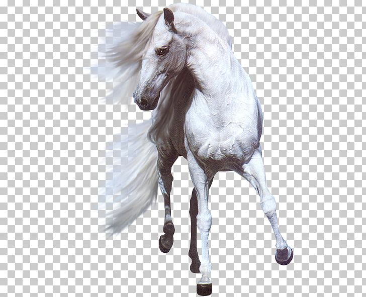 American Paint Horse Horses Hinny White Black PNG, Clipart, Animal, Animals, Black, Cartoon Horse, Equestrianism Free PNG Download