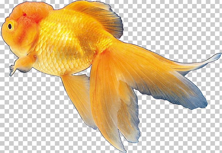 Goldfish Tropical Fish Ornamental Fish PNG, Clipart, Animal, Animals, Aquariums, Bony Fish, Common Carp Free PNG Download
