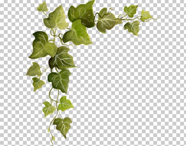 Ivy Vine PNG, Clipart, Botanical Illustration, Botany, Branch, Desktop Wallpaper, Encapsulated Postscript Free PNG Download