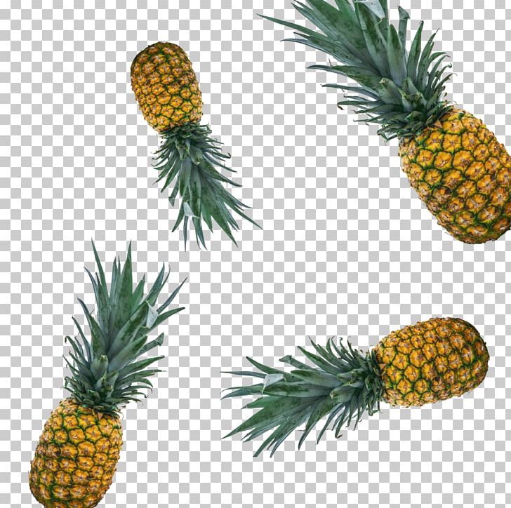 Pineapple Bromeliads Food Fruit PNG, Clipart, Ananas, Beach, Bromeliaceae, Bromeliads, Chemotherapy Free PNG Download