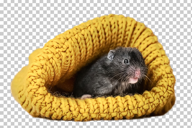 Hamster PNG, Clipart, Computer Mouse, Dormouse, Fur, Gerbils, Hamster Free PNG Download