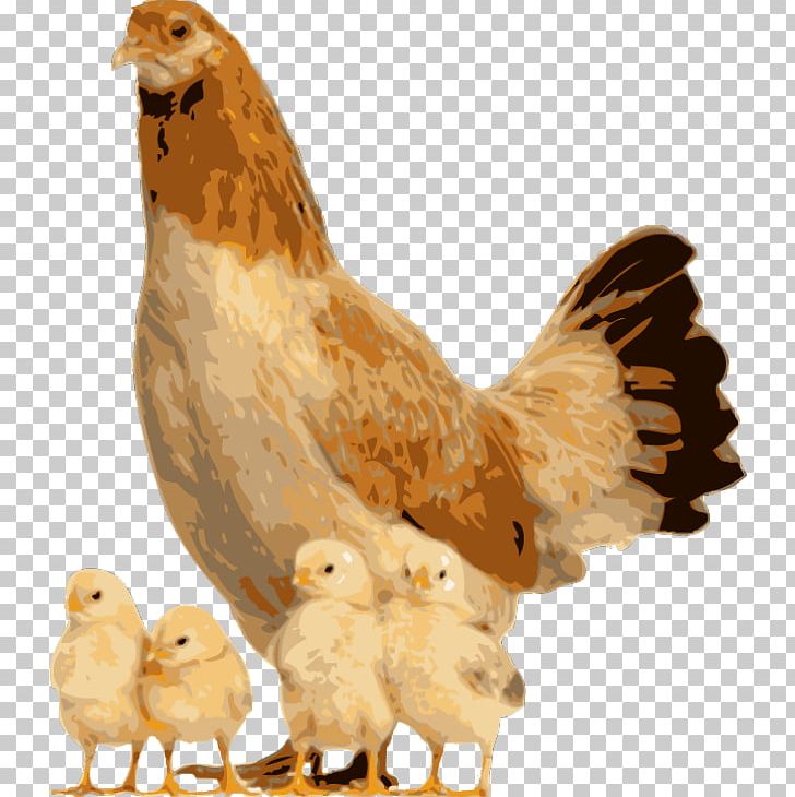 Polish Chicken Houdan Chicken Cattle Stock Photography Livestock PNG, Clipart, Animal, Beak, Bird, Cattle, Chicken Free PNG Download