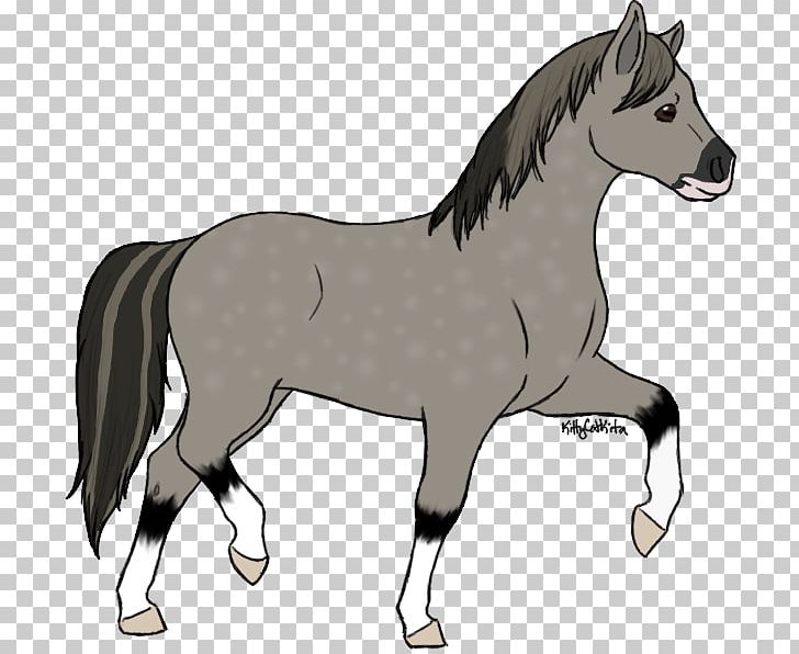 Pony Foal Mane Mare Mustang PNG, Clipart, Bridle, Colt, English Riding, Equestrian, Foal Free PNG Download