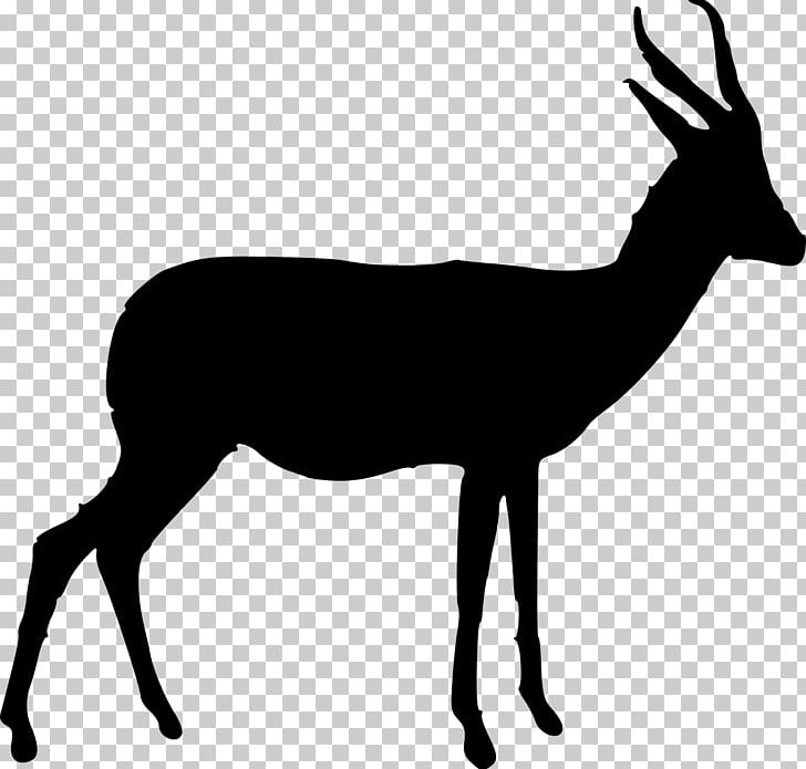 Springbok Antelope Gazelle Horn PNG, Clipart, Antelope, Antler, Arabian Oryx, Black And White, Deer Free PNG Download