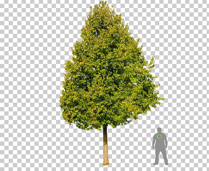 Tree Portable Network Graphics Corylus Colurna Acer Campestre Feldahorn Amelanchier Laevis PNG, Clipart, Amelanchier Arborea, Amelanchier Laevis, Bonsai, Bonsai Tree, Branch Free PNG Download