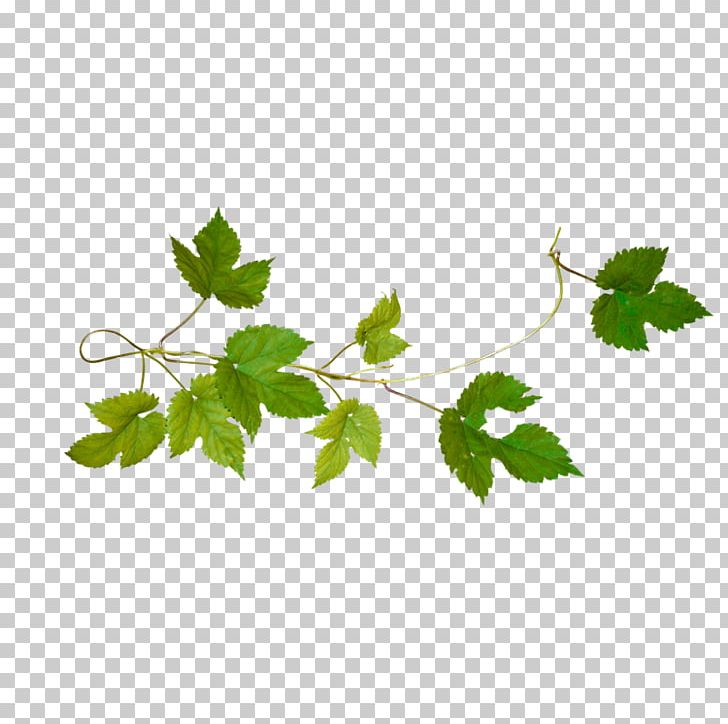 Vine Green PNG, Clipart, Branch, Clip Art, Download, Grape, Grapevine Family Free PNG Download