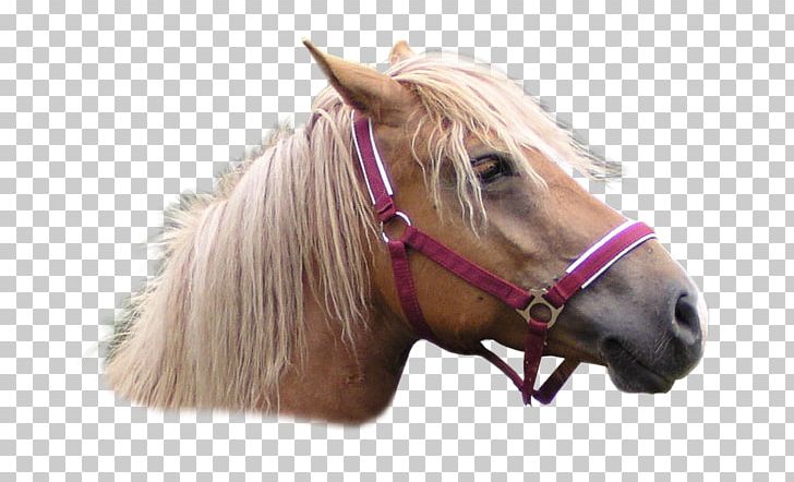 Mustang Stallion Pony Rein Horse Harnesses PNG, Clipart, Animal, Atlar, At Resimleri, Benzersiz, Bit Free PNG Download
