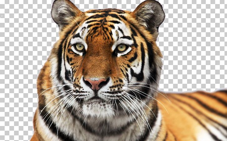 Siberian Tiger Colchester Zoo Roar Cat PNG, Clipart, Animal, Animals, Bengal Tiger, Big Cat, Big Cats Free PNG Download