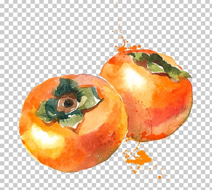 Watercolor Painting Persimmon Fruit PNG, Clipart, Apple, Art, Clementine, Diospyros, Drawing Free PNG Download