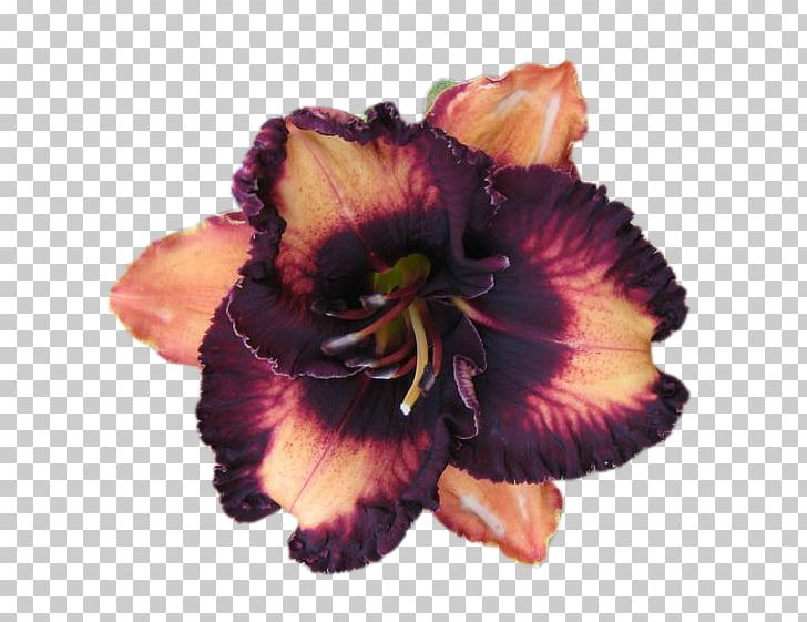 Blog Flower Diary Daylily PNG, Clipart, Blog, Cut Flowers, Daylily, Diary, Flower Free PNG Download