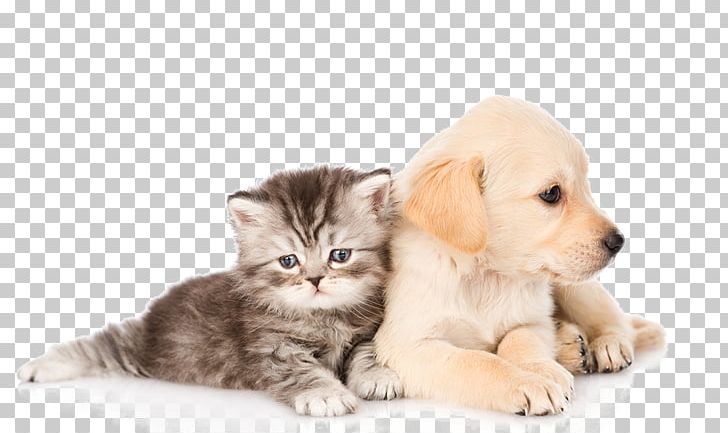 Cats And Dogs PNG, Clipart, Animal, Animals, Cats, Cats Clipart ...