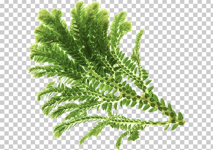 Vascular Plant Fern Equisetum Tree PNG, Clipart, Energy, Equisetum, Evolution, Fern, Ferns And Horsetails Free PNG Download