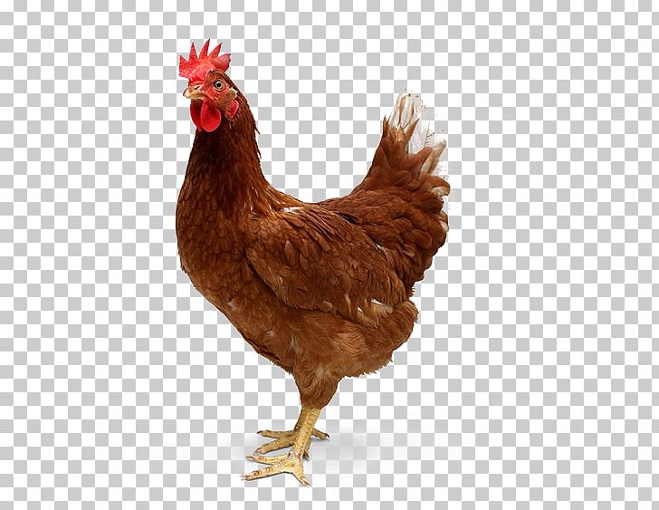 Ayam Cemani Desktop Tandoori Chicken Roast Chicken Hen PNG, Clipart, 1080p, Ayam Cemani, Beak, Bird, Chicken Free PNG Download