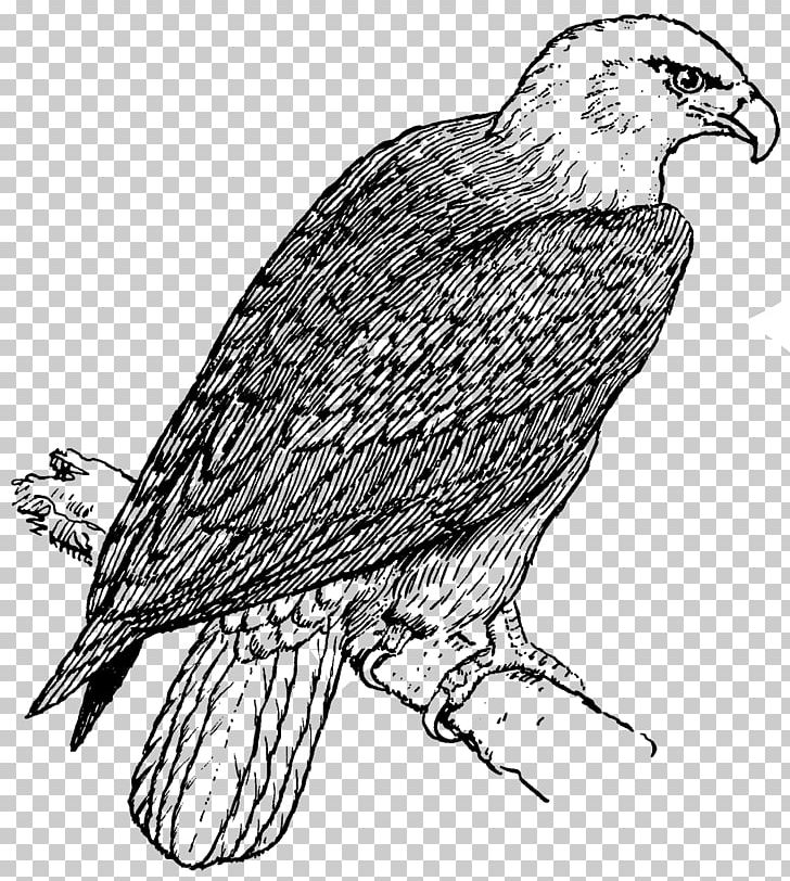 Bald Eagle Coloring Book Child Golden Eagle PNG, Clipart, Adult, Animals, Artwork, Bald Eagle, Beak Free PNG Download
