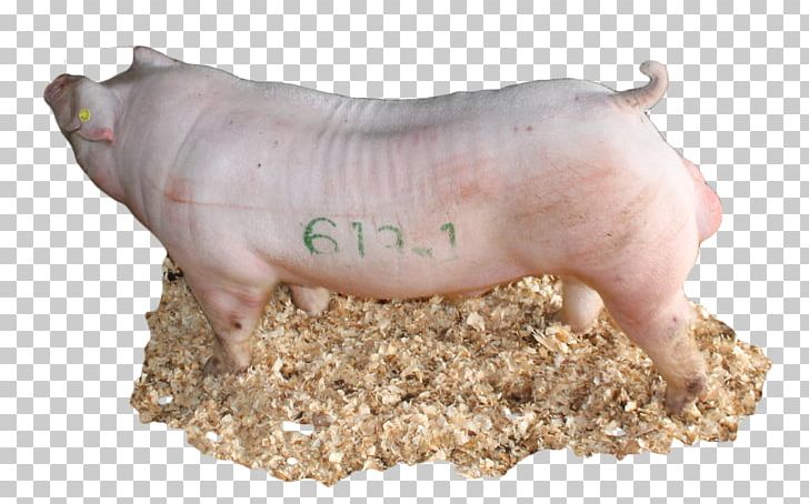 Domestic Pig Pig's Ear Livestock Snout PNG, Clipart, Animal, Animals, Boar, Domestic Pig, Ear Free PNG Download