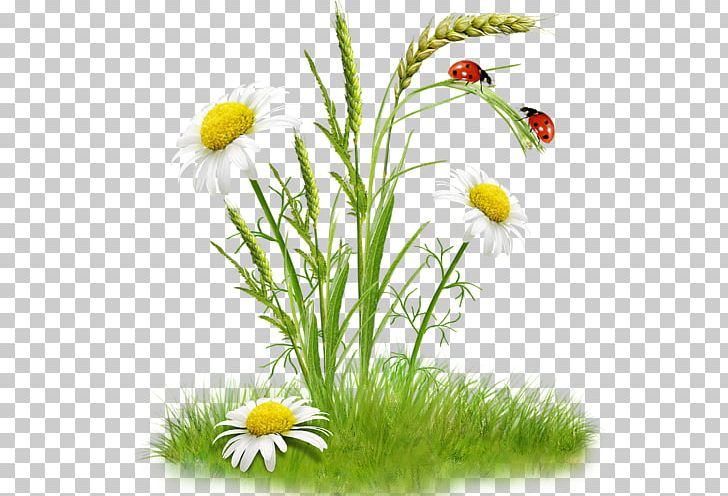 Flower Bouquet Chamomile PNG, Clipart, Aster, Chamaemelum Nobile, Chamomile, Daisy, Daisy Family Free PNG Download