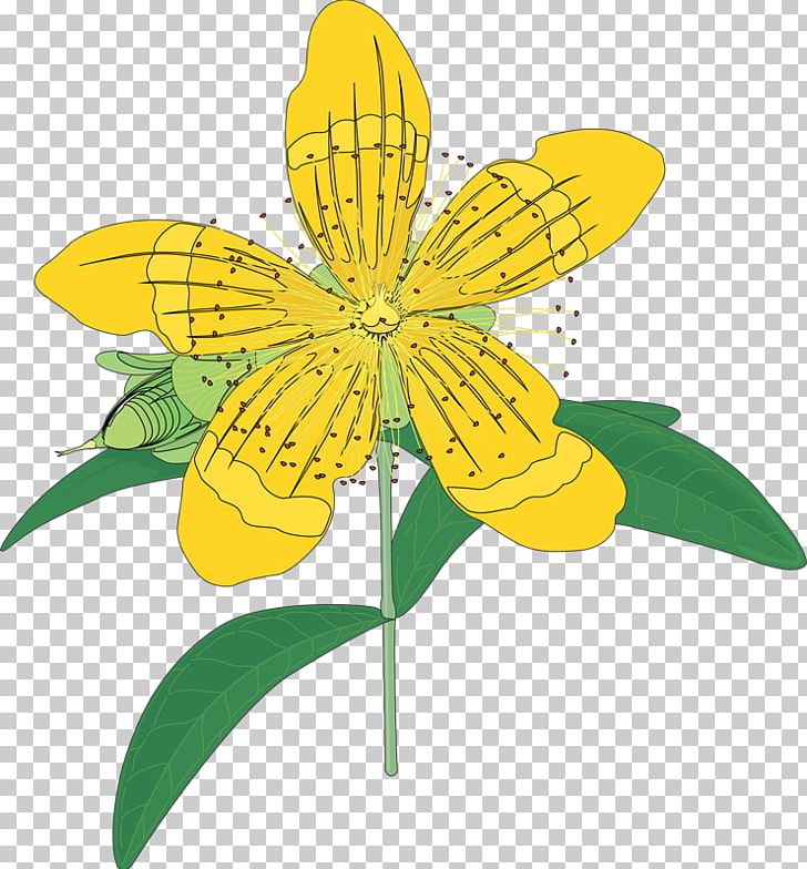 Insect Common Sunflower Cut Flowers PNG, Clipart, Butterfly, Common Sunflower, Cut Flowers, Daisy, Flora Free PNG Download