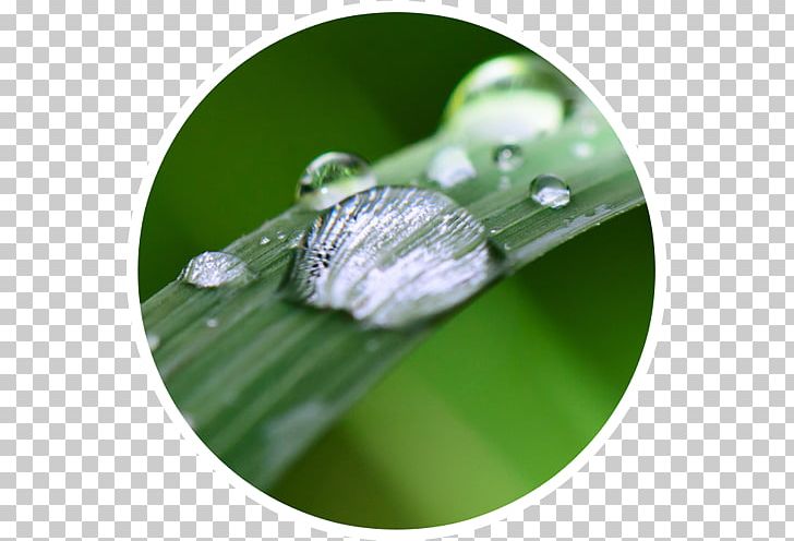 Leaf PNG, Clipart, Dew, Drop, Grass, Leaf, Moisture Free PNG Download