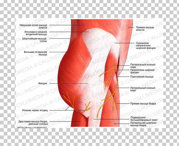 Groin Muscles Diagram - How we fixed a chronic groin strain... | Get Back To Sport