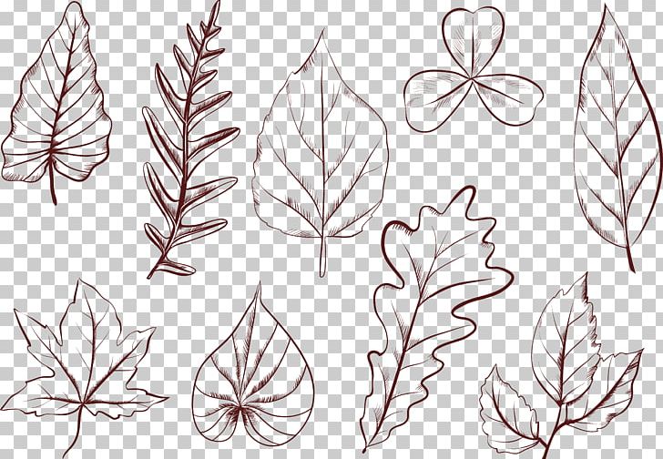 Plant Leaves Drawing Petal Leaf Shape PNG, Clipart, Branch, Creative, Euclidean Vector, Fern, Flora Free PNG Download