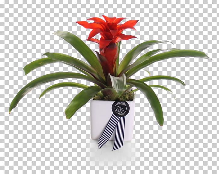 Cut Flowers Flowerpot Better Homes And Gardens Houseplant Cottage PNG, Clipart, Bathroom, Better Homes And Gardens, Blue, Bromeliaceae, Bromeliads Free PNG Download