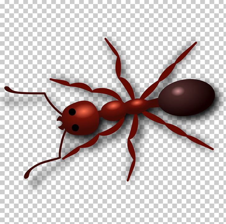 Ant PNG, Clipart, Animation, Ant, Arthropod, Download, Drawing Free PNG Download