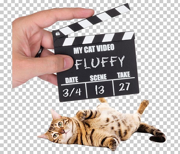 Cats And The Internet Clapperboard Video Pet Door PNG, Clipart, Animals, Carnivoran, Cat, Cat Lady, Cat Like Mammal Free PNG Download