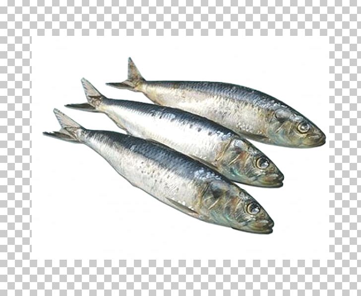 Sardine Pacific Saury Soused Herring Atlantic Herring Japanese Pilchard PNG, Clipart, Anchovy, Anchovy Food, Animals, Animal Source Foods, Bony Fish Free PNG Download