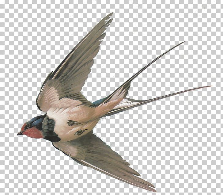 Sparrow Hummingbird American Cliff Swallow Columbidae PNG, Clipart, American Cliff Swallow, Animals, Barn Swallow, Beak, Bird Free PNG Download