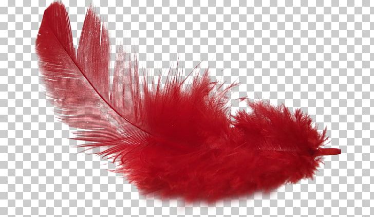 Feather PhotoScape PNG, Clipart, Clip Art, Data, Data Compression, Download, Encapsulated Postscript Free PNG Download