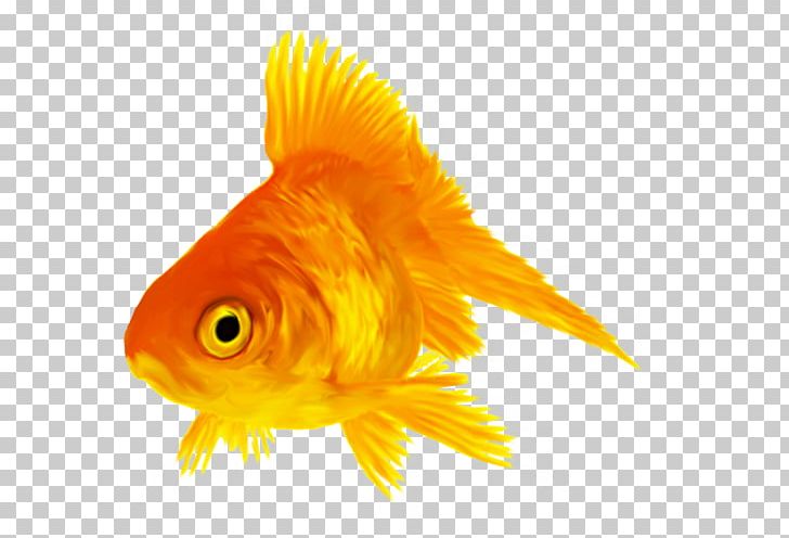 Goldfish Sea Marine Biology Organism PNG, Clipart, Advertising, Animal, Biology, Bony Fish, Closeup Free PNG Download