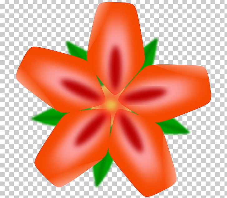 Hawaii PNG, Clipart, Drawing, Flower, Flowering Plant, Fruit, Hawaii Free PNG Download