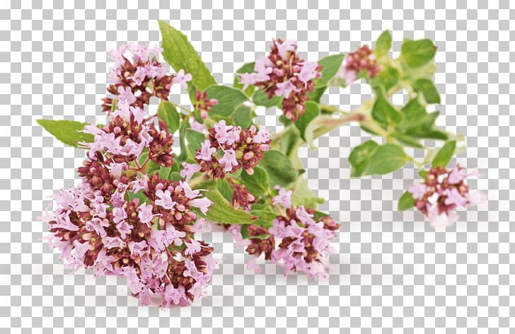 Herb Oregano Valerian Medicinal Plants PNG, Clipart, Blossom, Branch, Buffer Stock Scheme, Common Sage, Essential Oil Free PNG Download