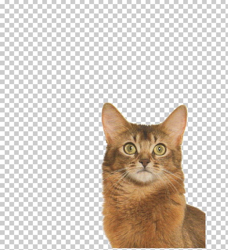 Somali Cat Abyssinian Cat American Bobtail Whiskers Sphynx Cat PNG, Clipart, Abyssinian Cat, American Bobtail, American Curl, Animals, Asian Free PNG Download