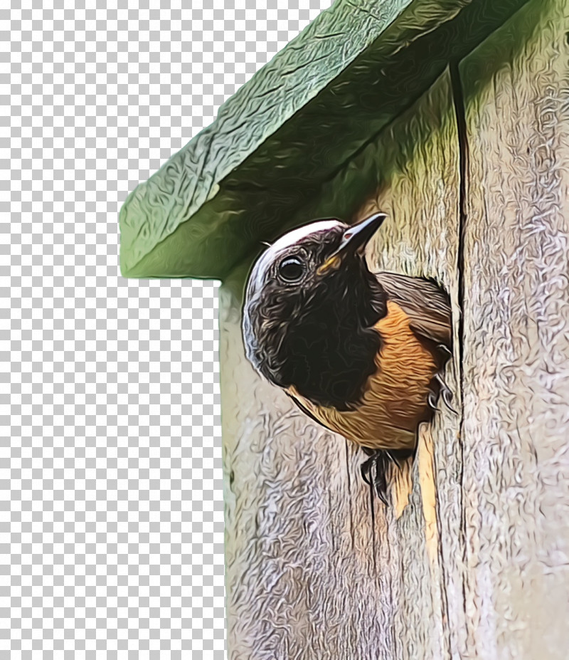 Wrens Old World Flycatchers Beak Nest Box PNG, Clipart, Beak, Nest Box, Old World Flycatchers, Paint, Watercolor Free PNG Download