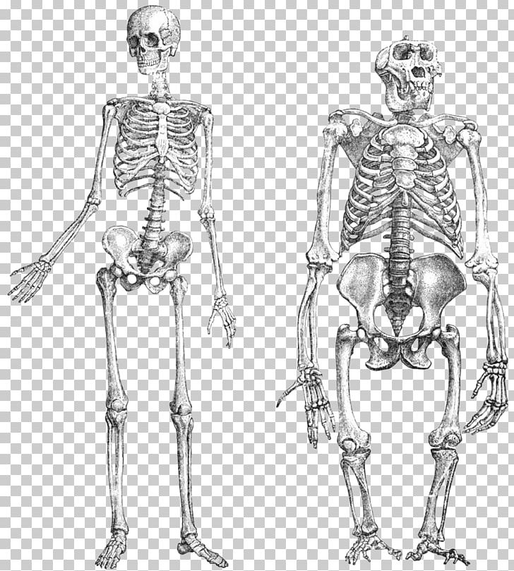 Chimpanzee Gorilla Primate Neandertal Human Skeleton PNG, Clipart, Abdomen, Anatomy, Animals, Aquatic Ape Hypothesis, Arm Free PNG Download