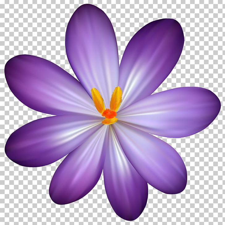 Crocus Vernus Flower Purple PNG, Clipart, Color, Crocus, Crocus Cliparts, Crocus Vernus, Flower Free PNG Download
