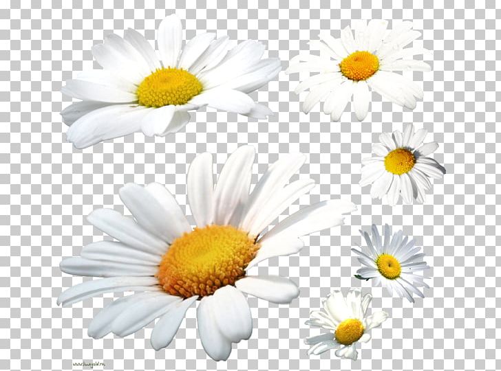 German Chamomile Flower Acne Face PNG, Clipart, Acne, Aster, Camomile, Chamaemelum Nobile, Child Free PNG Download