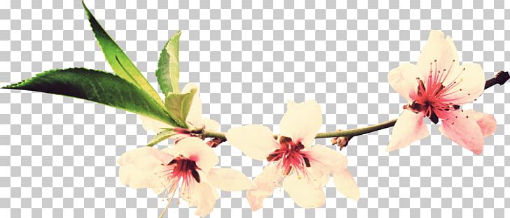 Salon Tsentr Krasoty Mane Master Tat'yana Manicure Cosmetology Flower PNG, Clipart, Beauty Parlour, Blossom, Branch, Cerasus, Cherry Blossom Free PNG Download