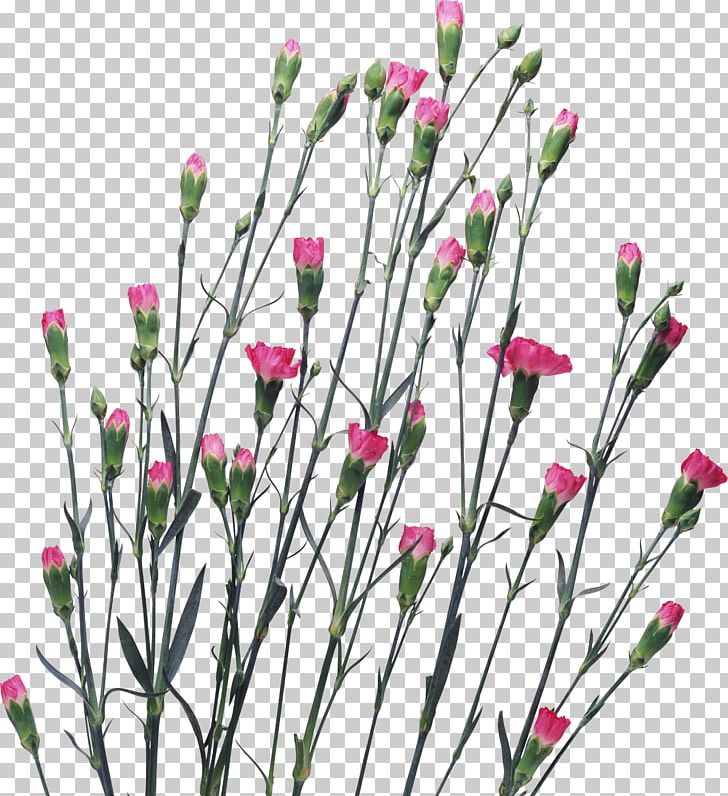Bunch-it-with-Country Carnation Flower PNG, Clipart, Branch, Bunchitwithcountry, Carnation, Cut Flowers, Dianthus Free PNG Download