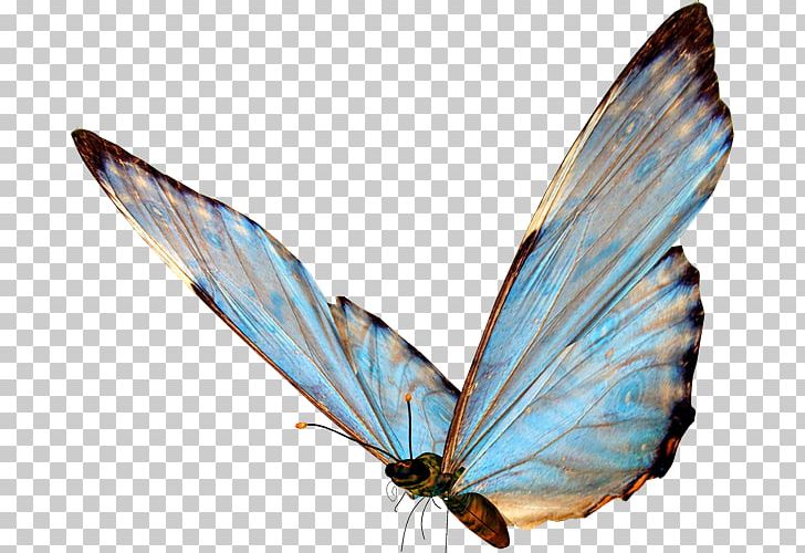 Butterfly Insect Wing PNG, Clipart, Animal, Blue Butterfly, Brush Footed Butterfly, Butterflies, Butterflies And Moths Free PNG Download
