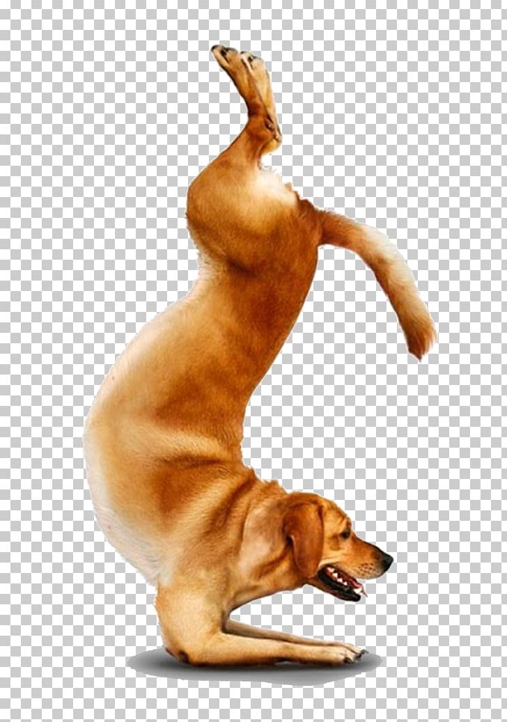 Chihuahua Yoga Dogs Doga Adho Mukha śvānāsana PNG, Clipart, Asana, Baby, Carnivoran, Chi, Dog Free PNG Download