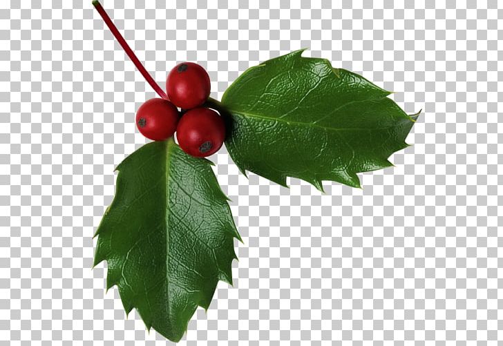 Aquifoliales Ilex Crenata Plant PNG, Clipart, Aquifoliaceae, Branch, Cherry, Depositfiles, Fruit Free PNG Download