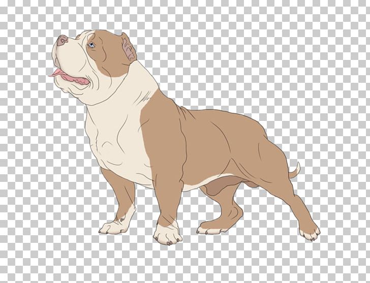 Dorset Olde Tyme Bulldogge Olde English Bulldogge Toy Bulldog Dog Breed PNG, Clipart, Breed, Bulldog, Bulldog Breeds, Carnivoran, Dog Free PNG Download